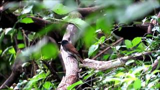 「　野鳥百景　」　秋の渡り一瞬の　サンコウチョウ