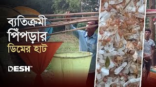 পিঁপড়ার ডিম বেচে চলে সংসার | Ant Eggs | News | Desh TV