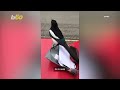 a magpie is caught on video trying to assist a mailman with a delivery