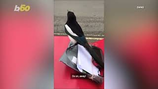 A Magpie Is Caught on Video Trying to Assist a Mailman With a Delivery