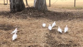 野生のテンジクバタン　Wild Long-billed corellas