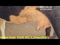 2 ਮੱਝਾ ਅਤੇ 1 ਗਾਂ ਵੀਕਾਓ। buffalo and cow for sale 26 1 25