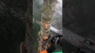 Sending A Fir Top From The Clouds! #shorts #dangerous #chainsawman #treework #satisfying