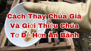 Kỹ Thuật Thay Ong Chúa Già Và Cách Giới Thiệu Chúa Không Bị Vây Cắn