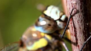 Southern hawker