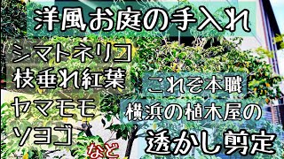 【洋風のお宅の剪定作業後】ソヨゴ、シマトネリコ、枝垂れ紅葉、ヤマモモなど