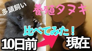 [おしゃれな 多頭飼い] 養殖 タヌキの赤ちゃん 10日前と現在を比べてみた！cluture raccoon compare 10 days ago and now