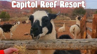 Capitol Reef Resort - Full Hotel Tour \u0026 Room Review | Torrey, Utah