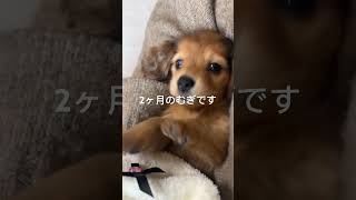 まだまだ赤ちゃんの2ヶ月むぎです🐶🤍# #puppy #dog #miniaturedachshund #ミニチュアダックスフンド #子犬お迎え #子犬のいる生活