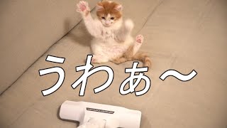 生まれて初めて掃除機を見た子猫はこうなります！