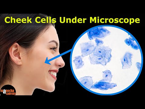 How does a red blood cell differ from a cheek cell?