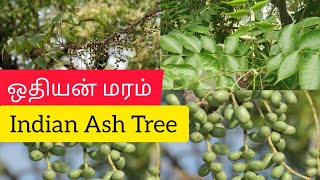 Indian Ash Tree||ஓதியன் மரம்