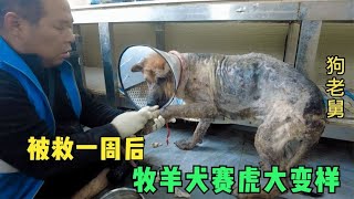 牧羊犬赛虎皮肤病感染严重，被狠心主人抛弃，带回家ㄧ周后大变样  Dog rescue in China 20211128