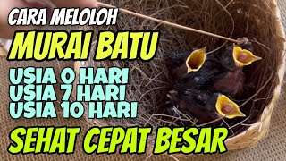 Cara Meloloh Murai Batu umur 0-7 hari biar Tidak Mati