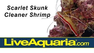 Scarlet Skunk Cleaner Shrimp (Lysmata amboinensis) | LiveAquaria.com