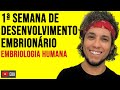 PRIMEIRA SEMANA DE DESENVOLVIMENTO EMBRIONÁRIO - EMBRIOLOGIA - Biologia com Patrick Gomes