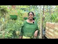 കുറ്റിക്കുരുമുളക് നടുന്ന വിധം best time u0026 method to plant bush pepper plant malayalam