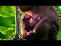 Big Congratulation and Big Surprise ! Ms.Rose was give a new born baby monkey pigtail so cute