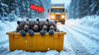 Abandoned in Freezing Rain, 4 Poor Bear cubs Tremble and Cry Loudly for Their Mother!