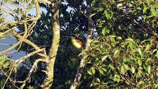 Great Kiskadee - Fantastic video of a male courting a female with his mating dance