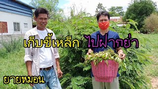 สมร พาเพลิน - พาพี่น้องมาเก็บผักขี้เหล็กงามๆที่โคราช