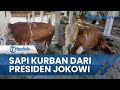 Inilah Penampakan Sapi Kurban dari Jokowi di Masjid Al Wustho Mangkunegaran Solo, Bobotnya 960 Kg