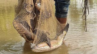 Really Best Net Fishing ll Big Shol Fish Catching Using by Cast Net in The Village Pond