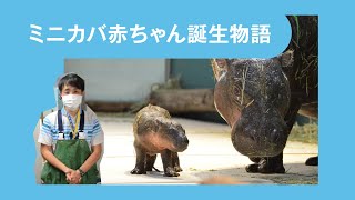 《ニフレル》ミニカバの赤ちゃん誕生物語♪