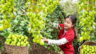 Harvesting Delicious Green Apple Fruits Goes To Market Sell - Farming \u0026 Gardening | Daily Life