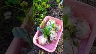 Harvesting 🧺 coriander leaves 🍀 #backyardgardening #garden #organicharvest #gardening