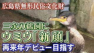 三次の鵜飼に「新顔」　ウミウ１羽