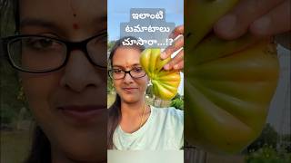 ఎన్ని రకాలో మా తోట లో టమాటాలు #shorts #garden #harvest #organic #tomatoes #teluguvlogs #usavlogs