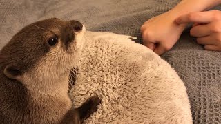 カワウソさくら 怒られた時のごまかし方が下手すぎる Otter sakura don't care if they get angry