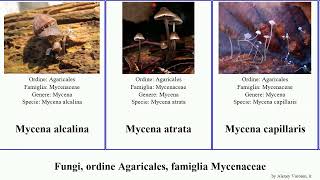 Fungi, ordine Agaricales, famiglia Mycenaceae xeromphalina favolaschia fungus campanella rosella