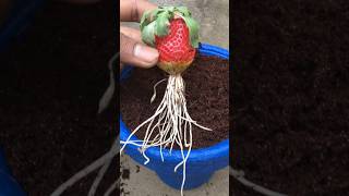How to grow strawberry at home #strawberry #shorts #viral #garden #gardening@gardenchannel1#fruits