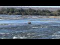 WATCH: Elephant Crosses the Zambezi River from Zimbabwe to Zambia | Connected Conservation