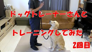 ゴールデンの子犬（７ヶ月）がドッグトレーナーさんとトレーニングしてみた　2回目　躾　トレーニング Day4【Joe Life】