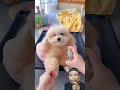 Doggy jadi cantik #dogs #poodle #funydog1010 #shortsshorts #viralvideo