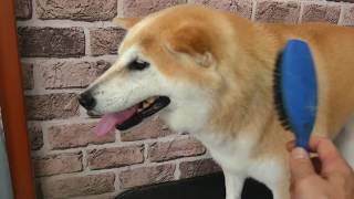 ShibaDog Grooming 柴犬さん秋の換毛期