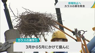 停電防止のため青森県内の電柱にあるカラスの巣を除去　巣がなぜ停電の原因に？