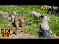 Cat Tv For Cats To Watch 😺 Countless Chipmunks Squirrels And Birds 🐿 8 Hours 4k Hdr 60fps