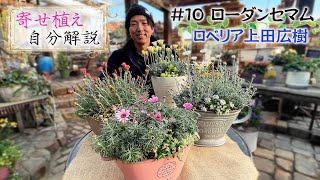 ロベリア上田広樹の【寄せ植え自分解説 #10】ローダンセマムは品種でシルエットを変える【LOBELIA】