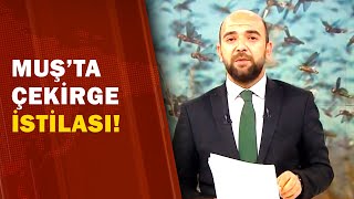 Muş'ta Çekirge İstilası /Sabah Ajansı | A Haber