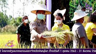 จังหวัดพิจิตรร่วมกับกองทัพภาคที่ 3 ลงแขกเกี่ยวข้าว เมล็ดพันธ์พระราชทาน