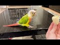 バナナ大好き♪ウロコインコくぅ＆ボタンインコつぶ！インコ　文鳥　小鳥