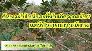 ต้นเงาะใบไหม้และทิ้งใบเกิดจากอะไร? | แชร์ประสบการณ์การดูแลต้นเงาะ