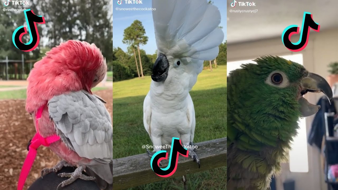 Funny Parrots Smart Talking Birds Tiktok Compilation P1 Youtube
