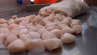 Sea Scallop Fishing Off the Jersey Coast Thriving