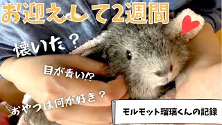 【いつ懐く？】新モル瑠璃くんの記録📔お迎え2週間の様子をお話しします♪