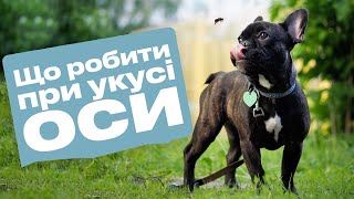 Що робити, якщо собаку вкусила оса чи бджола 🐝